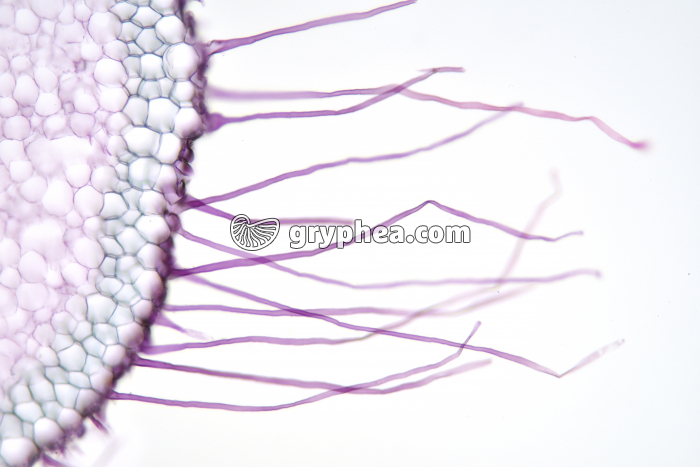 Racine d'Iris - Poils absorbants CT x25 - gryphea.com